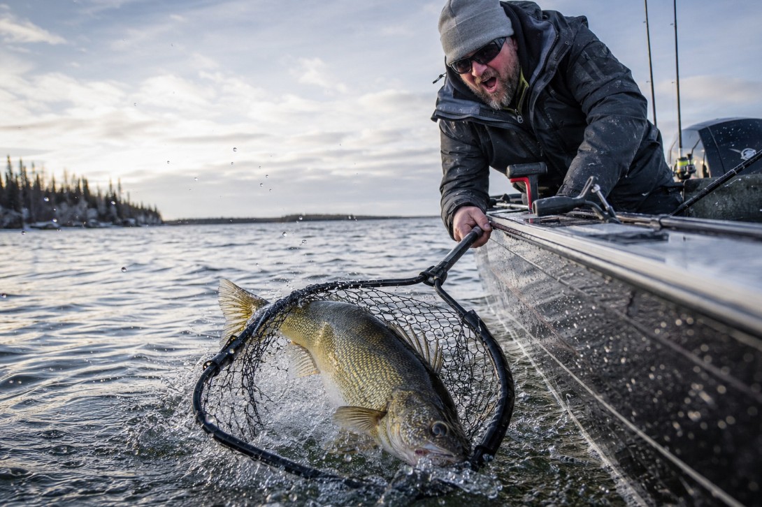 Netting a giant fall walleye on the Bay of Quinte
