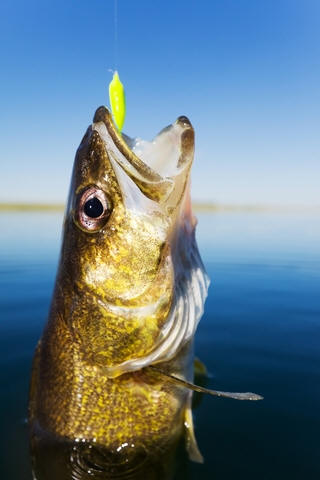 Bay of Quinte Fishing